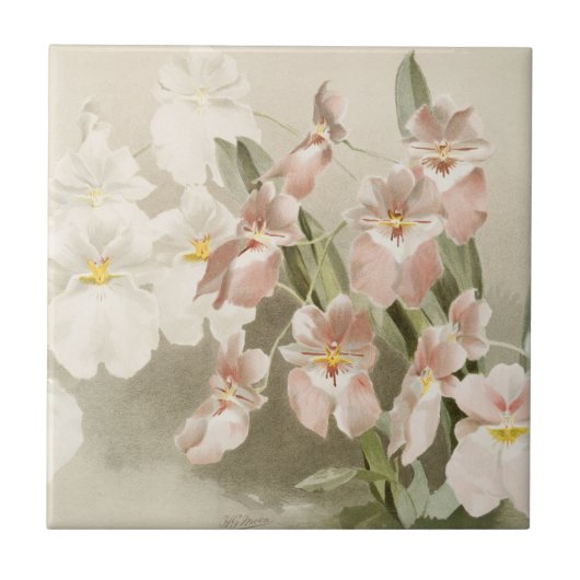 ホワイトオーキズフラワーヴィンテージオールドイラストレーション タイル (正面)