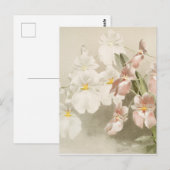 ホワイトオーキズフラワーヴィンテージオールドイラストレーション ポストカード (正面/裏面)