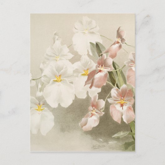 ホワイトオーキズフラワーヴィンテージオールドイラストレーション ポストカード (正面)