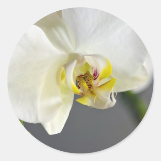 ホワイトオーキッドの花 ラウンドシール (正面)