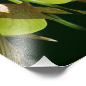 ホワイトオーキッドレディースリッパーフラワーペア8x10 フォトプリント (角)