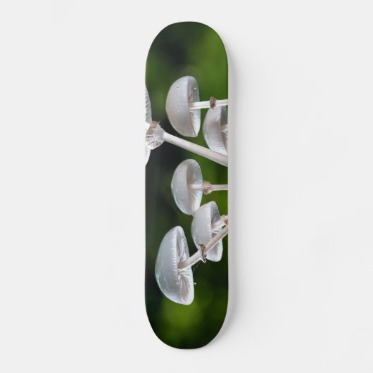 ホワイトカキ秋のこ スケートボード (正面)