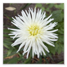 ホワイトカクタスダリアの植物画フォトプリント