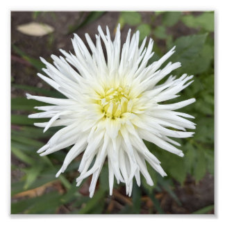 ホワイトカクタスダリアの植物画フォトプリント フォトプリント