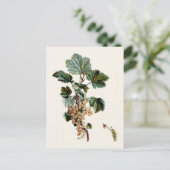 ホワイトカシス ポストカード (スタンド正面)