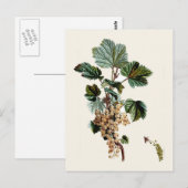 ホワイトカシス ポストカード (正面/裏面)