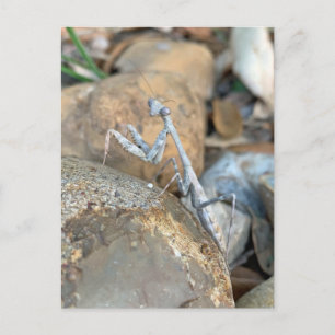 ホワイトカマキリの写真 ポストカード