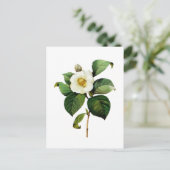 ホワイトカメリアバイピエールジョセフレドゥテ ポストカード (スタンド正面)