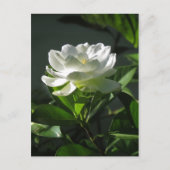 ホワイトガーデニア花はがき2 ポストカード (正面)