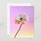 ホワイトガーベラデイジーはがき ポストカード (正面/裏面)