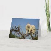 ホワイトキッテン登山アーモンドツリー カード (正面)