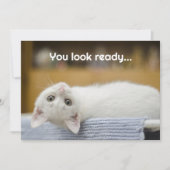 ホワイトキットンウェルカム新学期メッセージカード 招待状 (正面)