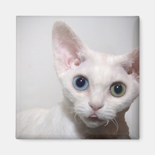 ホワイトキットン磁石 マグネット (正面)