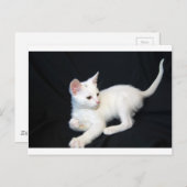 ホワイトキャット遊ズ ポストカード (正面/裏面)