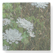 ホワイトクイーンアンズレースワイルドフラワー