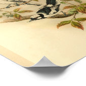 ホワイトクラウン付きフライキャッチャーブラックバードヴィンテージプリント ポスター (角)