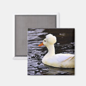 ホワイトクリステッドアヒル マグネット (正面/裏面)