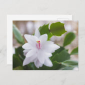 ホワイトクリスマスサボテンSchlumbergeraポット花 シーズンポストカード (正面/裏面)