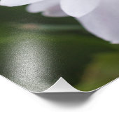 ホワイトクリスマスサボテンSchlumbergeraポット花 フォトプリント (角)