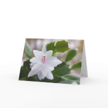 ホワイトクリスマスサボテンSchlumbergera CC0476花