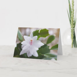 ホワイトクリスマスサボテンSchlumbergera CC0476花 シーズンカード