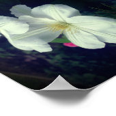 ホワイトクレマチスフラワーペア抽象芸術 ポスター (角)