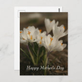 ホワイトクロッカスマザーの日はがき ポストカード (正面/裏面)