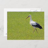 ホワイトコウノトリが草原に ポストカード (正面/裏面)