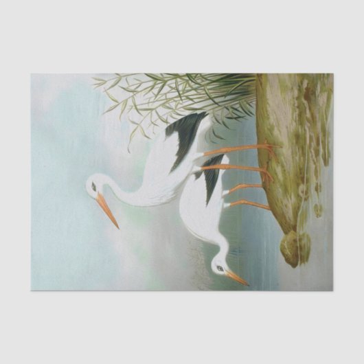 ホワイトコウノトリ、鳥のイラスト 薄葉紙 (正面)
