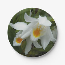 ホワイトコエロジンモーレアナランズフローラ