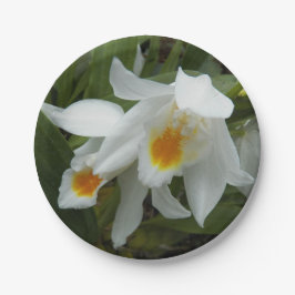 ホワイトコエロジンモーレアナランズフローラ ペーパープレート