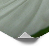 ホワイトコスモスサマーワイルドフラワーフローラ ポスター (角)