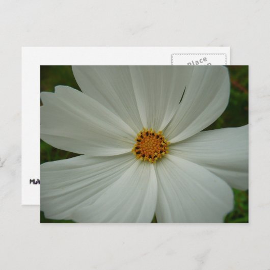 ホワイトコスモスサマーワイルドフラワーフローラ ポストカード (正面/裏面)