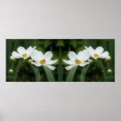 ホワイトコスモス花とビー鏡抽象芸術 ポスター (正面)