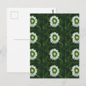 ホワイトコーンフラワーの花柄 ポストカード (正面/裏面)