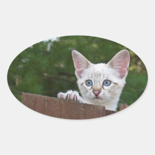ホワイトサバンナ猫オーバルステッカー 楕円形シール