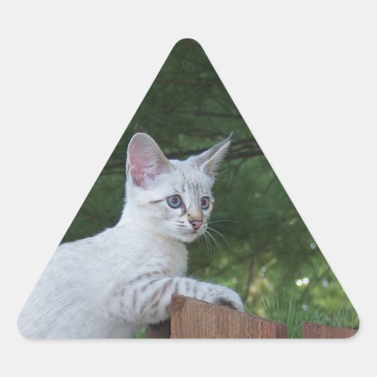 ホワイトサバンナ猫トライアングルステッカー 三角形シール (正面)