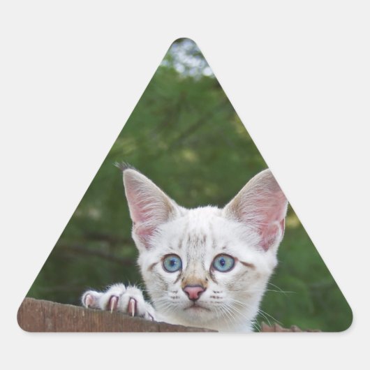 ホワイトサバンナ猫トライアングルステッカー 三角形シール (正面)