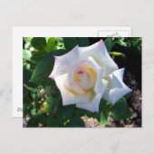 ホワイトサマーバラはがき ポストカード (正面/裏面)