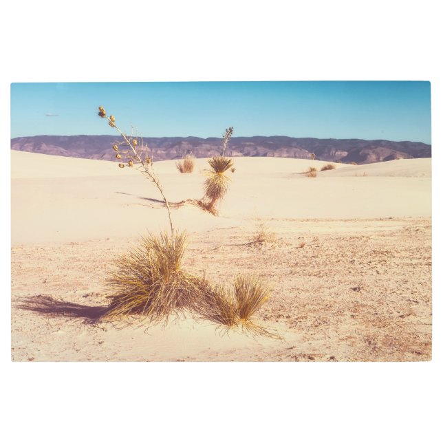 ホワイトサンズユッカス メタルプリント (正面)