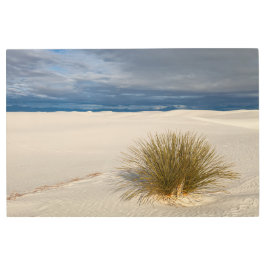 ホワイトサンズユッカ メタルプリント