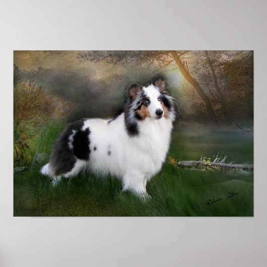 ホワイトシェットランド・ シープドッグ ポスター (正面)