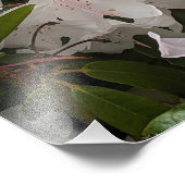 ホワイトシャクナゲ開花と竹フェンスフローラ フォトプリント            (角)