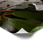 ホワイトシャクナゲ開花と竹フェンスフローラ ポスター (コーナー)