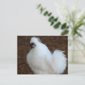 ホワイトシルキーチキン ポストカード (スタンド正面)