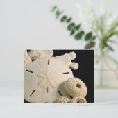 ホワイトシーシェルとサンドドル ポストカード (スタンド正面)