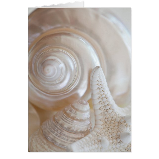 ホワイトシーシェルスヒトデ熱帯ビーチシーシェル (正面)