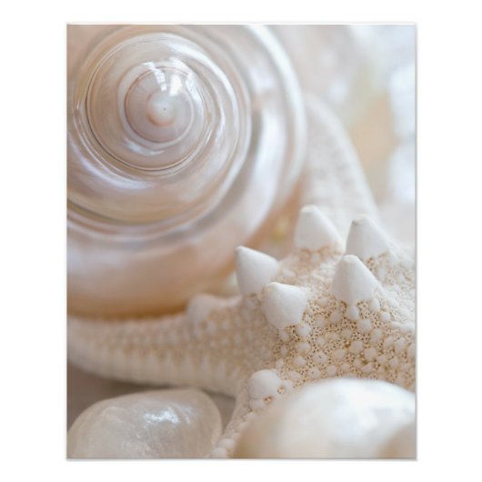 ホワイトシーシェルスヒトデ熱帯ビーチシーシェル フォトプリント            (正面)