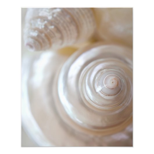 ホワイトシーシェルズトロピカルビーチシーシェルコースト フォトプリント (正面)