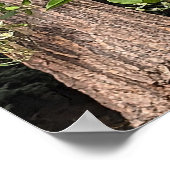 ホワイトスイートオータムクレマティスフローラ ポスター (角)